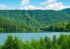 Lush green forest with a serene lake in nature.