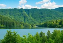 Lush green forest with a serene lake in nature.