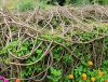 Transform Your Garden: The Benefits of Creating a Dead Hedge