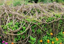 A lush garden with a constructed dead hedge.